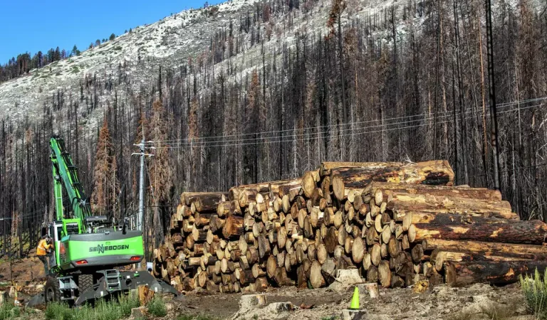 Chainsaws in Paradise? Trump’s Logging Push vs. California’s Burning Reality Chainsaws in Paradise? Trump’s Logging Push vs. California’s Burning Reality